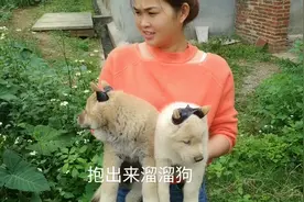 今天在狗市买了两条土猎一公一母，耳朵有点趴，阿龙一招秒变立耳