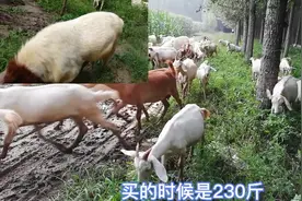 羊光吃青草行不行？养羊人用二十年的经验告诉你视频封面