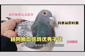 杨阿腾系标准优秀信鸽，遗传整体结合完美，具备了远程归巢能力视频封面