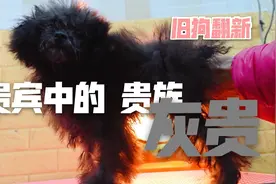 贵宾中最贵的一种颜色应该是灰色小时候也是黑的会慢慢兌变成灰色视频封面