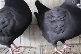 出售一对！黑元宝种鸽！价格便宜！280！喜欢的联系！视频封面