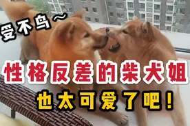 性格反差的柴犬姐弟超有爱日常！手感也太好了..毛都快被我撸秃了视频封面