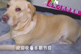 狗狗有“背毛竖立"的行为，意味什么意思呢？看完你就知道了