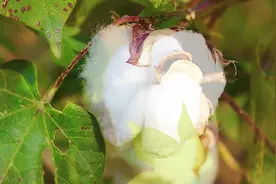 摘棉花有技巧，老农民教你一招，这种摘法速度快又省力！视频封面