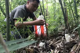 竹林长出了好多穿裙子的小蘑菇，小伙采得真开心，原来这就是竹荪视频封面