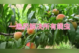 螨虫爆发原理和解决办法视频封面