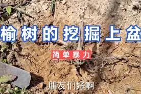 最简单暴力的挖掘榆树老桩的方法。视频封面