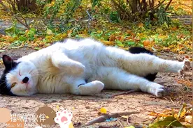 猫咪一定是世界上最萌最可爱的动物，没有之一！不接受反驳的那种视频封面