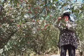 #我的Vlog#花椒刺亲吻过你吗？好酸爽哦！视频封面