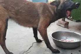 老血马犬“天狼"孕期三十天，吃鸡头狼吞虎咽，一口一个！