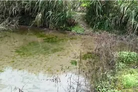 带小孩体验捉鱼（二）视频封面