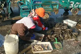 山东青岛，很少有人吃过的贝类海鲜，在南方是很贵在这边非常便宜视频封面