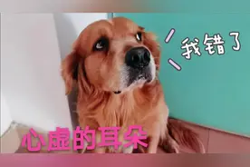 狗狗犯错后可心虚了，全程不敢看着主人，还一直躲着生怕挨打视频封面