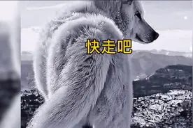 民间故事:狼居然会报恩？还为了保护猎人而不顾一切的战斗。视频封面