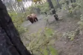 遇到熊该怎么办，被熊追是什么感觉？