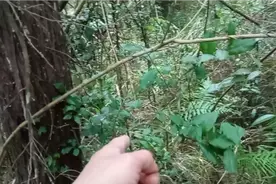金弹子并不稀奇，在我们这里叫野柿子，到处都是，以前拿来当柴烧视频封面