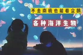 企鹅不在南极，鲨鱼不在海里，原来它们都在这里