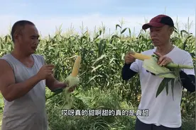 玉米生吃，你吃过吗？水果玉米是转基因吗？视频封面
