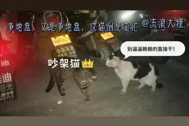 小区里的流浪猫个个都是吵架高手，你一言我一句的，不知道在说啥视频封面