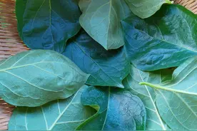 农村柿子叶泡水喝厉害了，很多人还不知道，看完视频了解更多