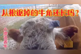 从根锯掉的牛角还长吗？结果可能跟你想的不一样