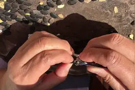 从种子到结瓜，详细讲解丝瓜培育过程，怎么让丝瓜硕果累累？