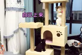 小奶猫跳不上猫爬架，到处找法子上去玩