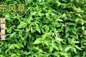 小孩身上乱痒，山中采九里明煎水给他洗澡，来看九里明长什么样子视频封面