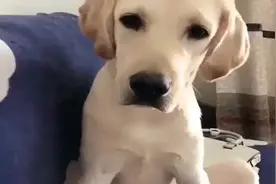 拉布拉多和说话猫比智商，看完整个过程，不得不说拉布拉多是狗精