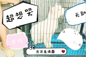 带猫去朋友家洗澡，和土著猫打起来了，朋友和我和两只猫吓得半死