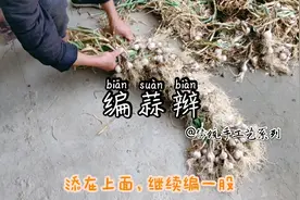 传统手工艺|和妈妈学编蒜辫，小小蒜苗竟能编出数米长!大丰收啦～