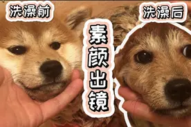 巨资购买的柴犬，洗澡后的样子吓坏了主人，感觉自己被骗到视频封面