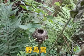 割草发现野鸟窝，窝中三个野鸟蛋，五天后鸟蛋不见了