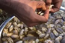 这叫鼬鼠蟹，炒一盘吃一吃？世界之大无奇不有
