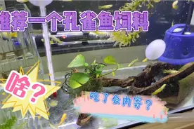 大家要我推荐的孔雀鱼饲料来了，啥！吃了会内寄？视频封面