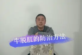 牛为什么会脱肛，按照这种方法做，牛脱肛不再有