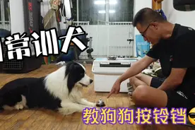 教狗狗一个新技能，以后我家瓶子当顾客，我当服务员，训犬按铃视频封面