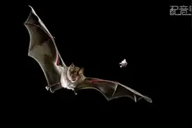 蝙蝠身上都是毒，吃各种野味有极大的风险！