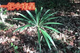 身边的草药（133），（一把伞）南星，化痰散结祛风解痉还抗癌