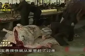 牛肚子里滚出个大肉球，竟然是是天价牛黄，据说能卖到20万。视频封面