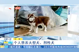 养狗的朋友主意了，江苏已施行新规定，个人禁养大型犬、烈性犬视频封面