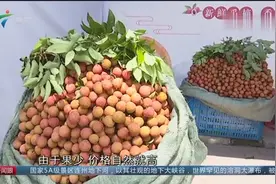 茂名高州白糖罂荔枝上市 今年小年价格每斤涨到15元视频封面