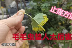 英子在自家院里摘丝瓜，被八家子蛰了疼的直叫，怎么能止疼呢