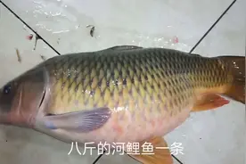 八斤的湘江河鲤鱼！大厨用最土的方法做出来，客人说:晓了好吃！