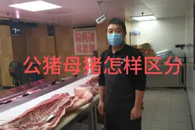 公猪母猪怎样区分视频封面