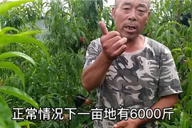 沂蒙山区桃农半野生种桃，每斤三元亩产三吨，为啥还不挣钱？