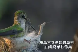 蜂鸟是怎样做巢的？真害怕被蜘蛛丝缠住，以前就在蜘蛛网上看过鸟视频封面