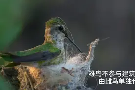 蜂鸟是怎样做巢的？真害怕被蜘蛛丝缠住，以前就在蜘蛛网上看过鸟视频封面