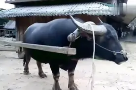 如果评选水牛智商，那么无疑这头水牛会夺冠！聪明程度难以想像！