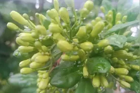 家里盆栽九里香掌握这几个技巧，可以使花开得又大又多又香。视频封面